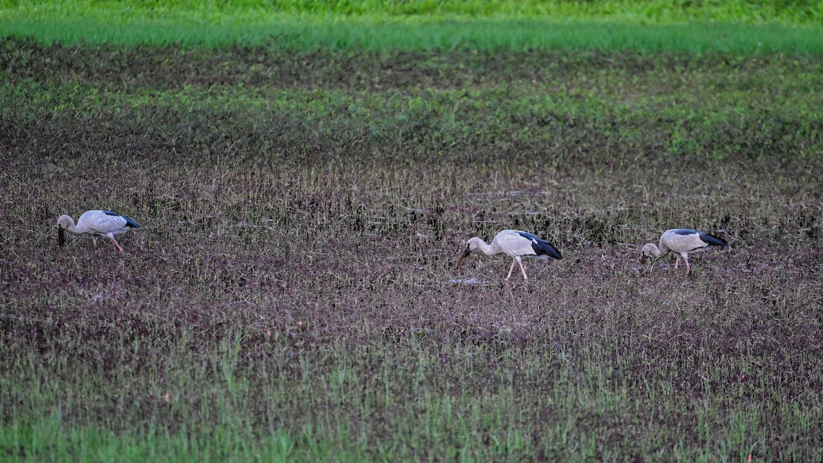 Asian Openbill - ML646382083