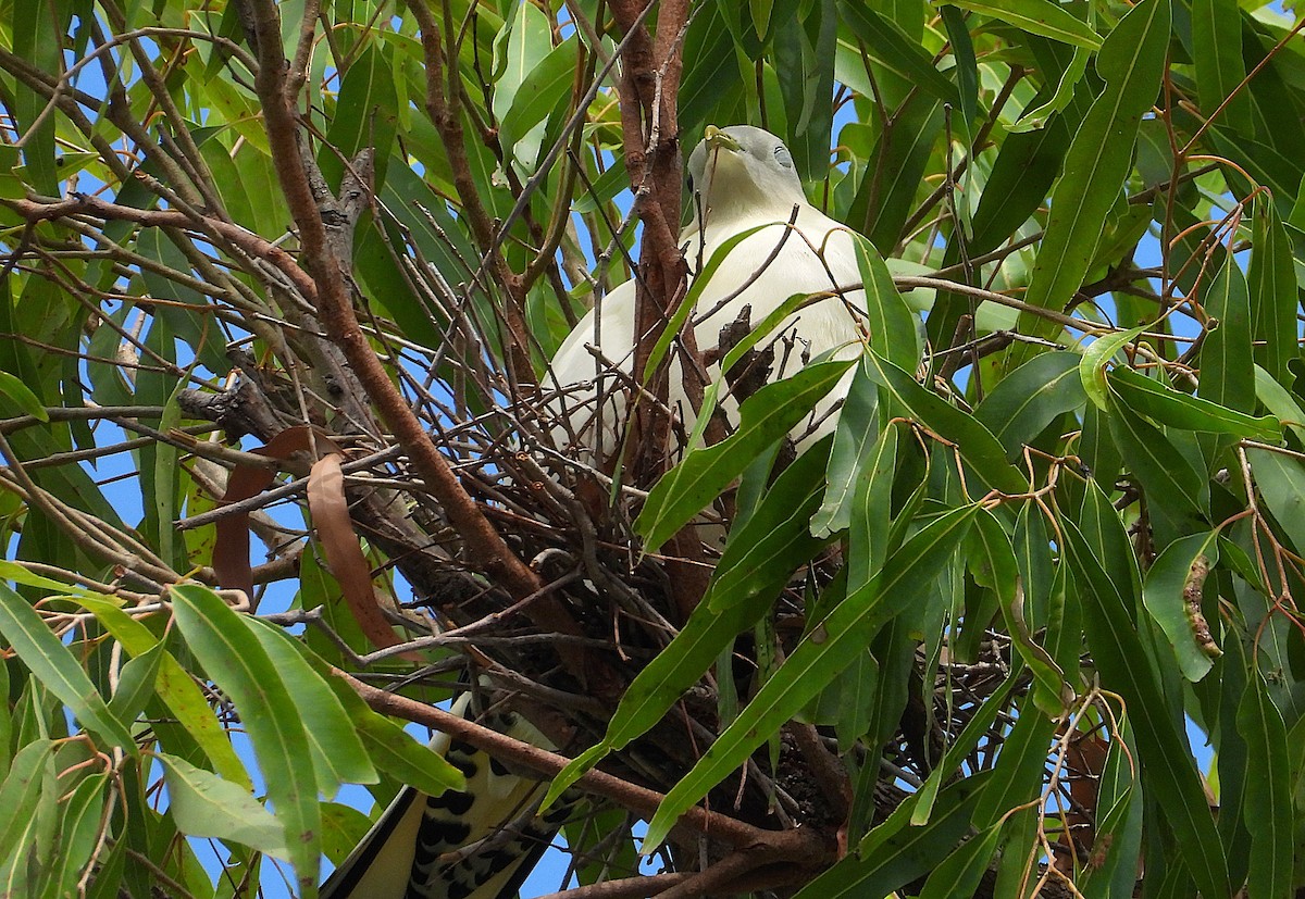 Torresian Imperial-Pigeon - ML646382087