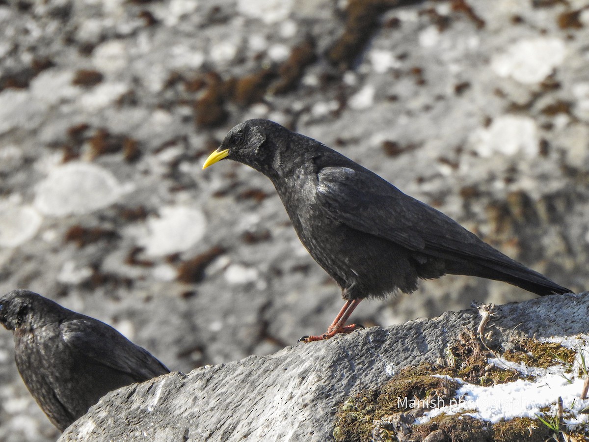 Yellow-billed Chough - ML646382088