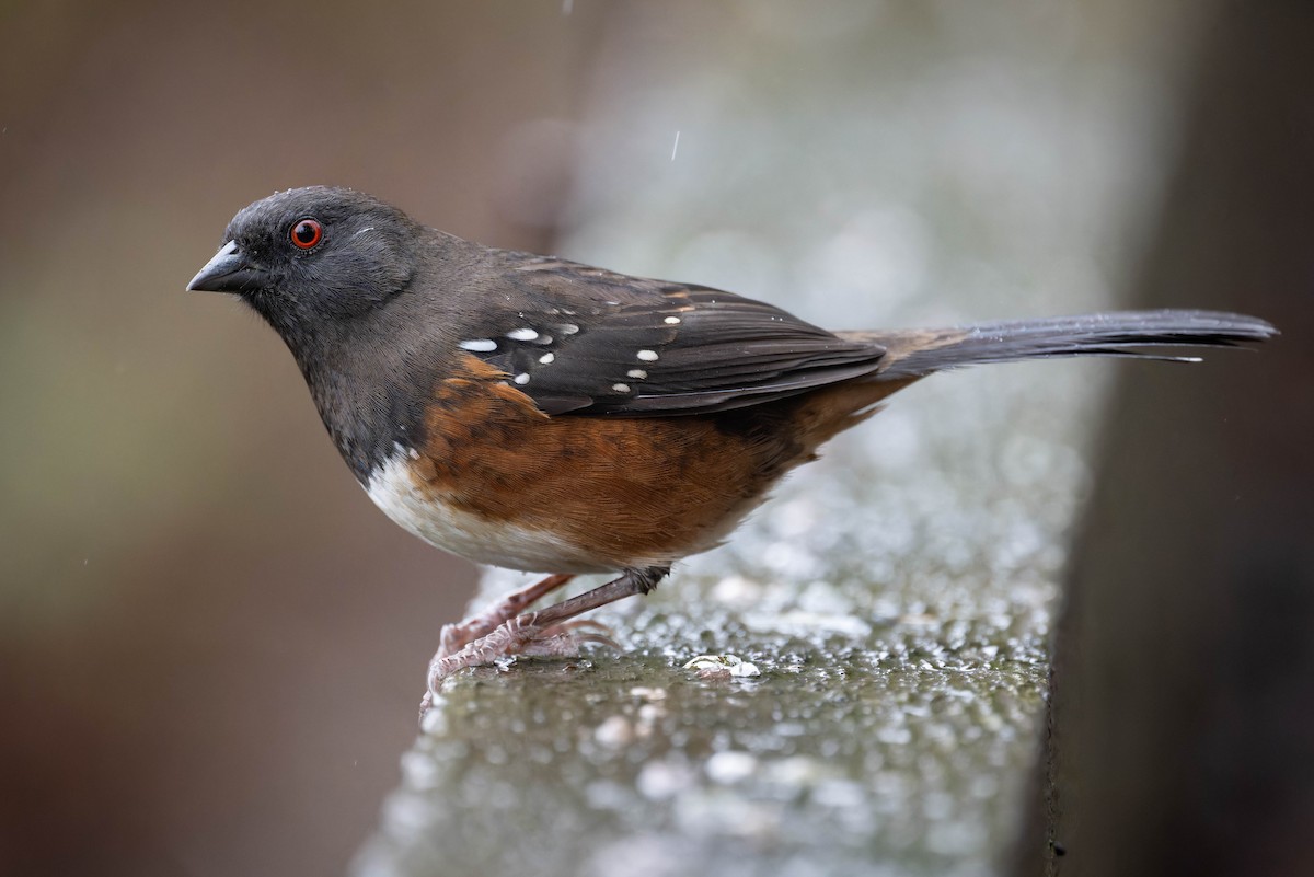 Spotted Towhee - ML646382089