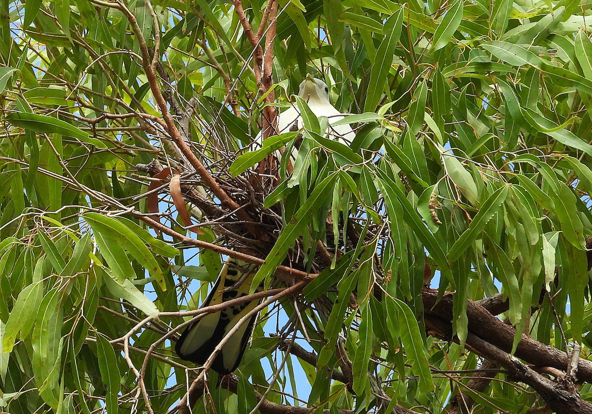 Torresian Imperial-Pigeon - ML646382090