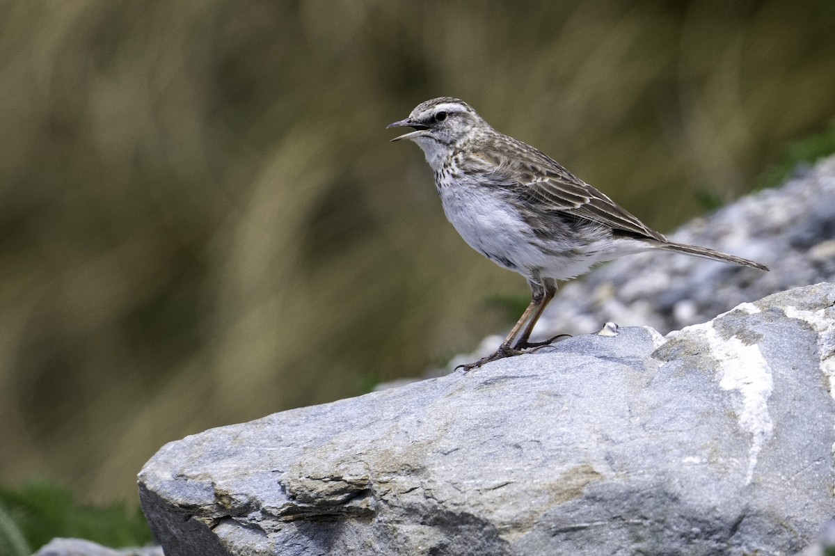 New Zealand Pipit - ML646382092