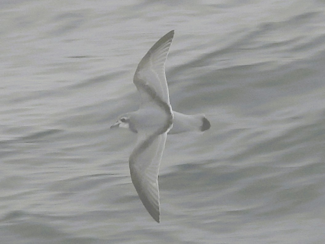 Antarctic Prion - ML646382093