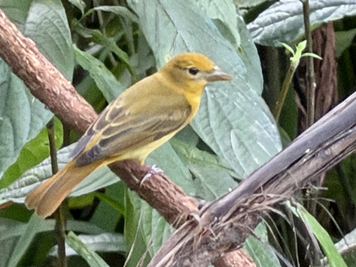 Summer Tanager - ML646382094