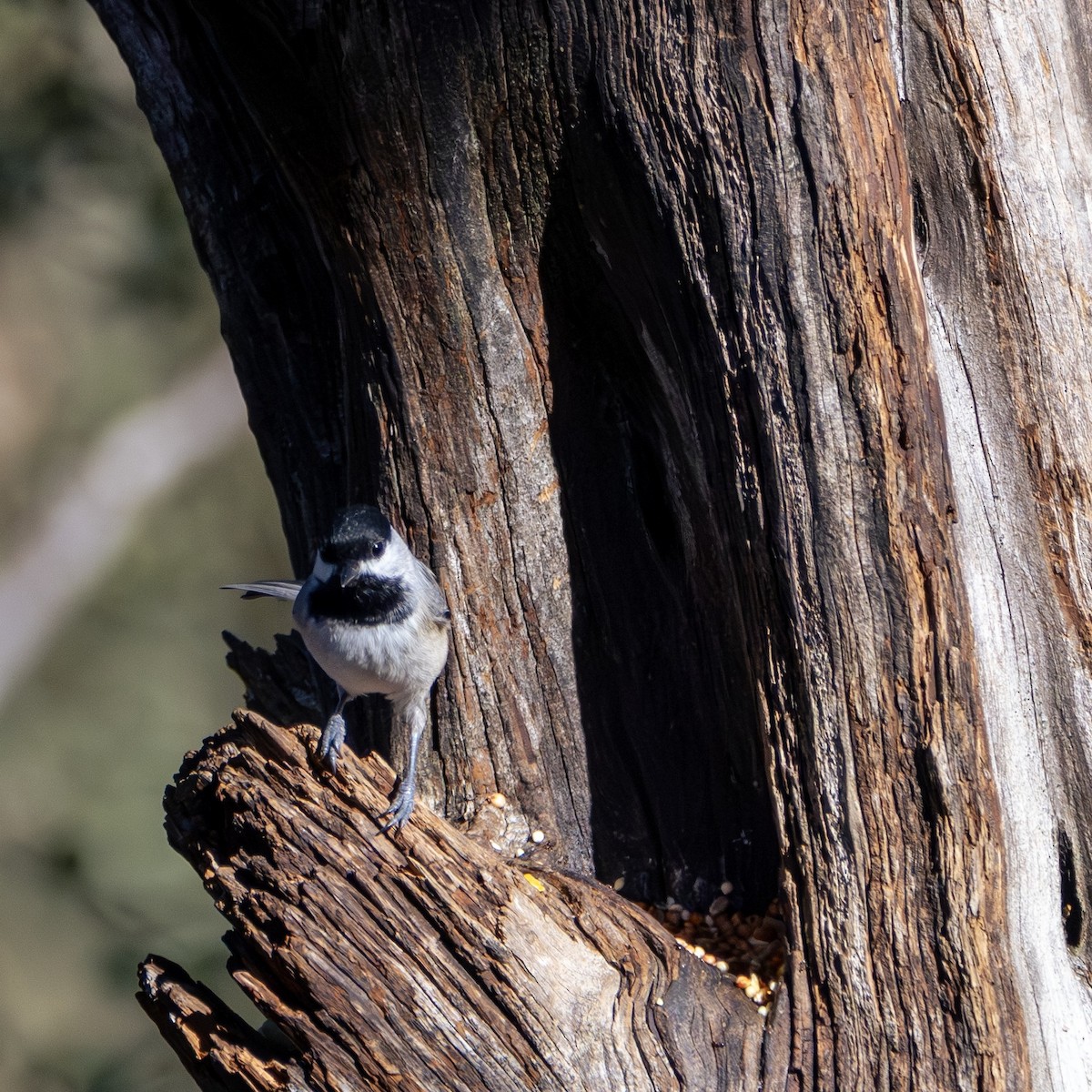 Carolina Chickadee - ML646382095