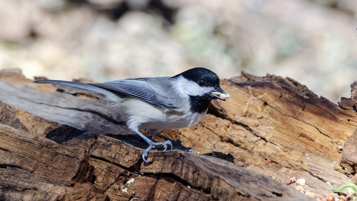 Carolina Chickadee - ML646382096