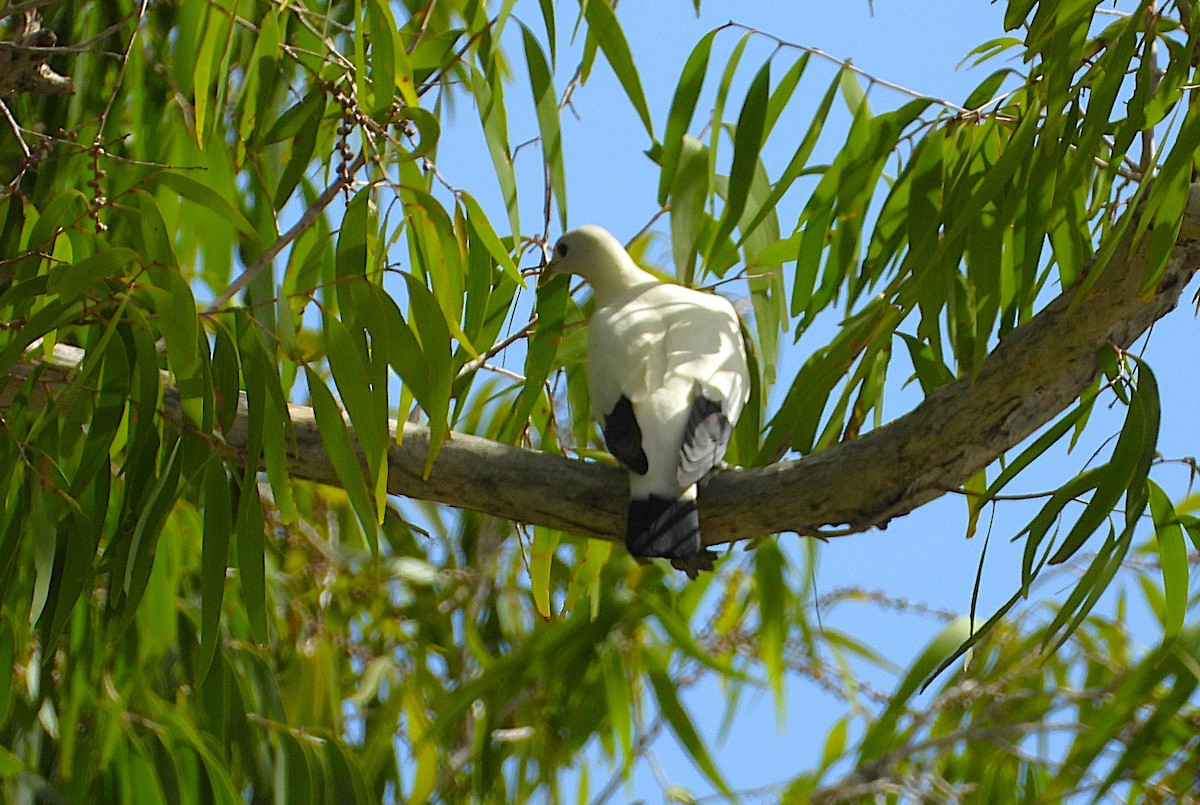 Torresian Imperial-Pigeon - ML646382097