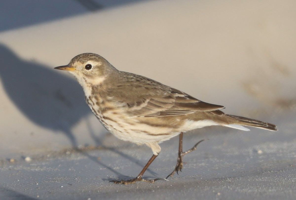 American Pipit - ML646382100
