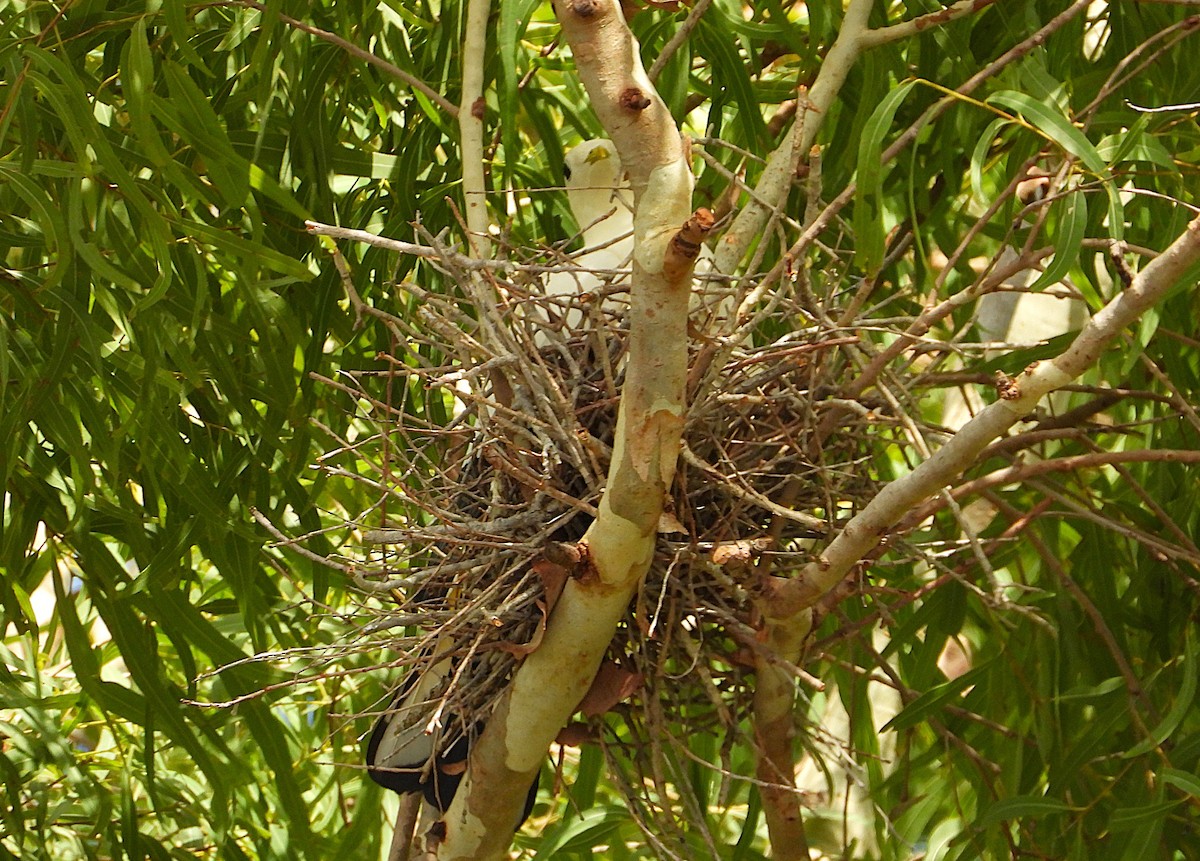 Torresian Imperial-Pigeon - ML646382101