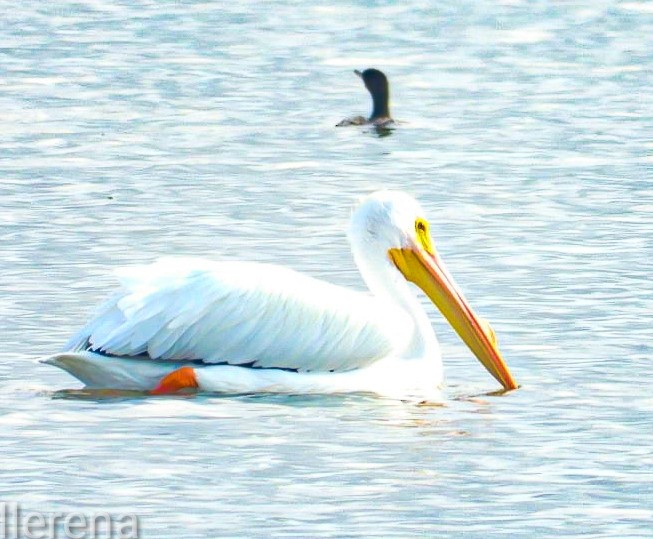 American White Pelican - ML646382103