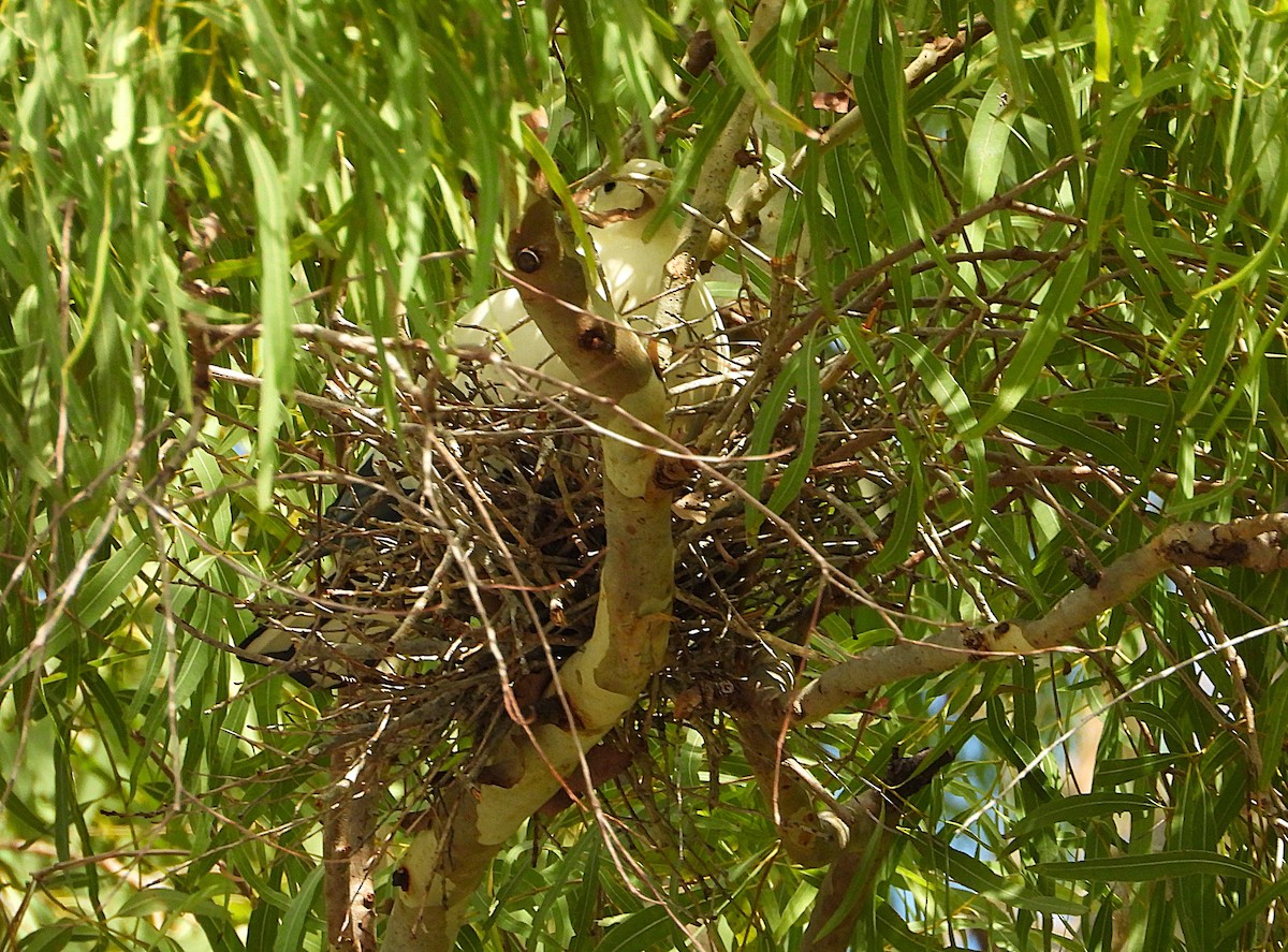 Torresian Imperial-Pigeon - ML646382104