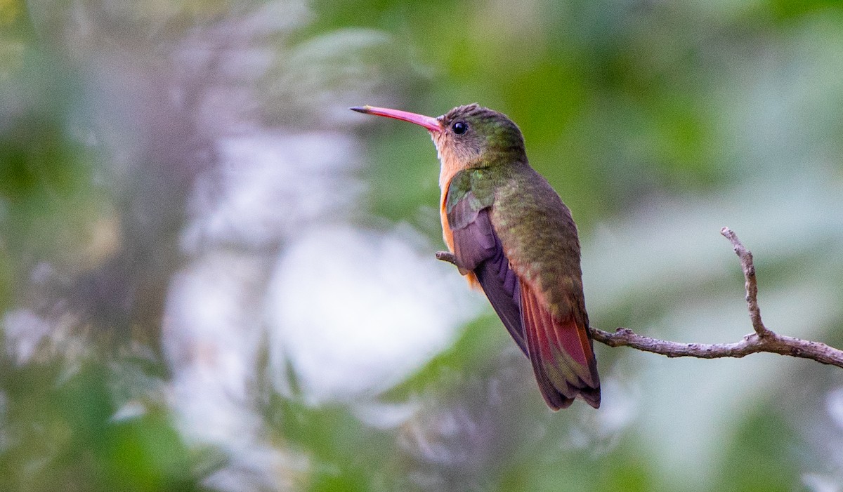 Cinnamon Hummingbird - ML646382105