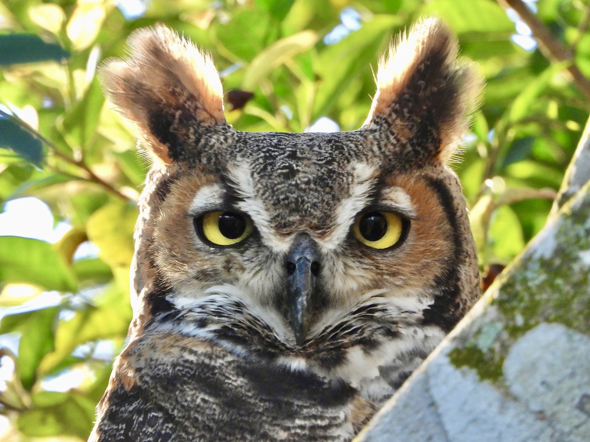 Great Horned Owl - ML646382107