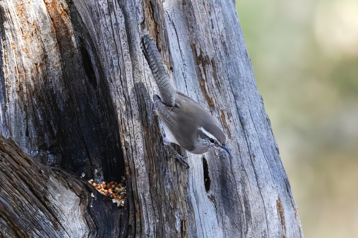 Bewick's Wren - ML646382109