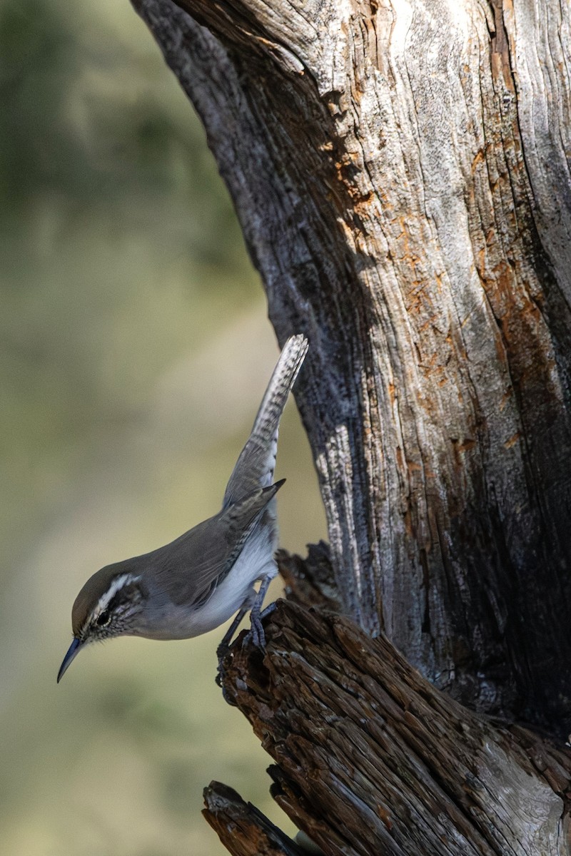 Bewick's Wren - ML646382110
