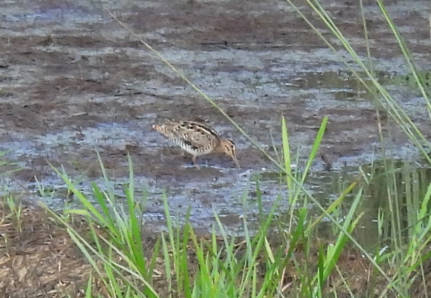 大地鷸 - ML646382112