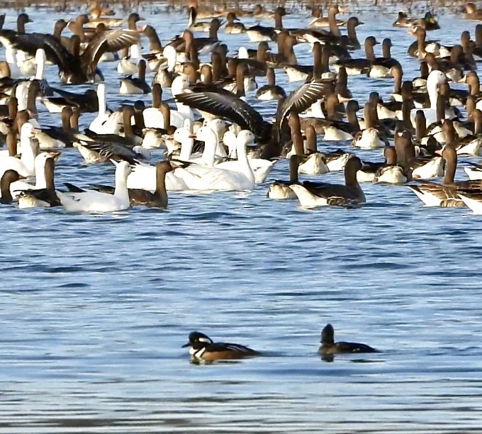 Hooded Merganser - ML646382113