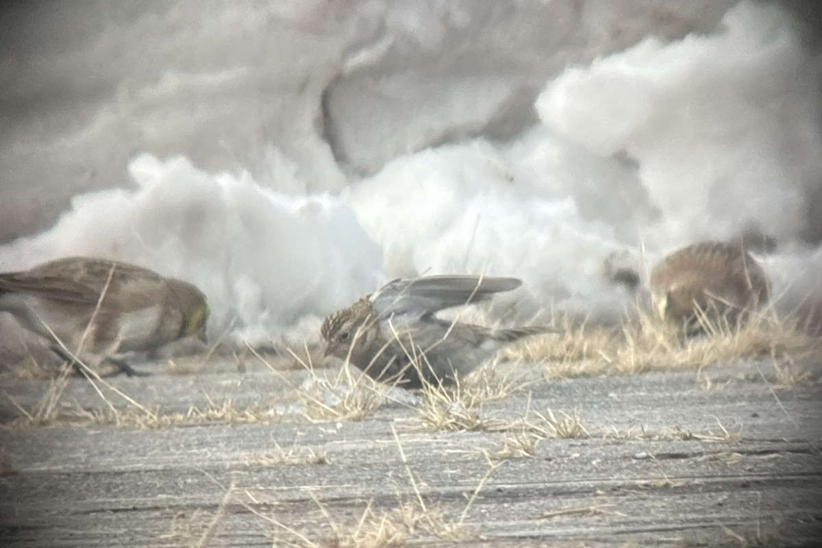 Chestnut-collared Longspur - ML646382114