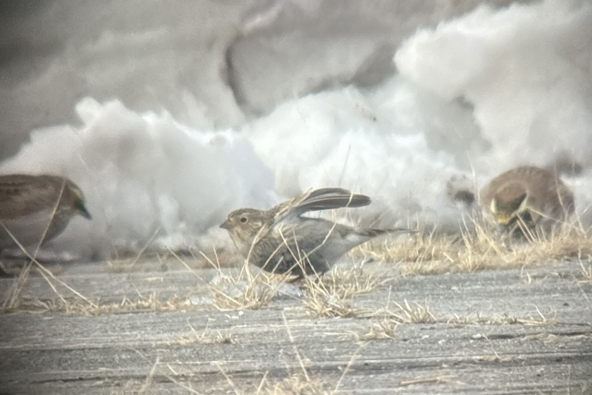 Chestnut-collared Longspur - ML646382115