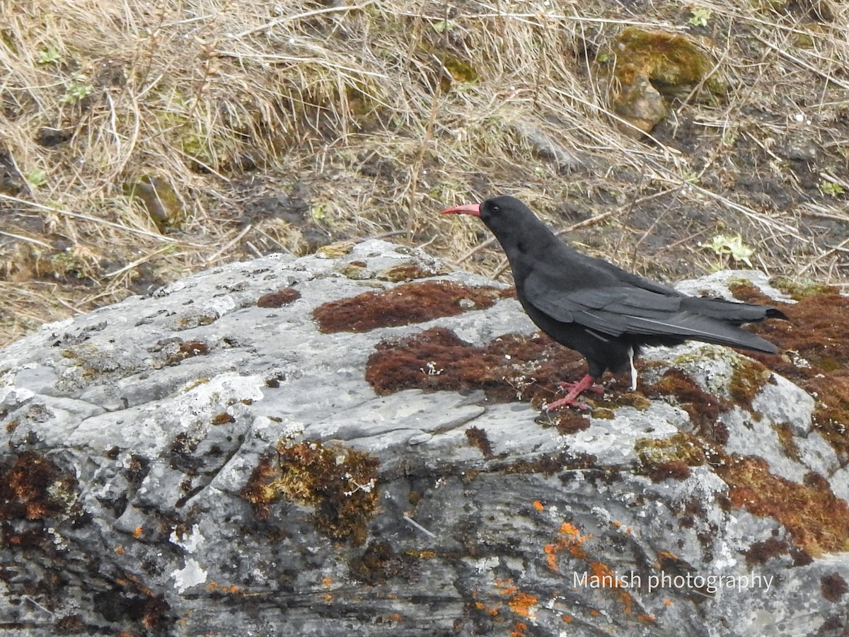 紅嘴山鴉 - ML646382116