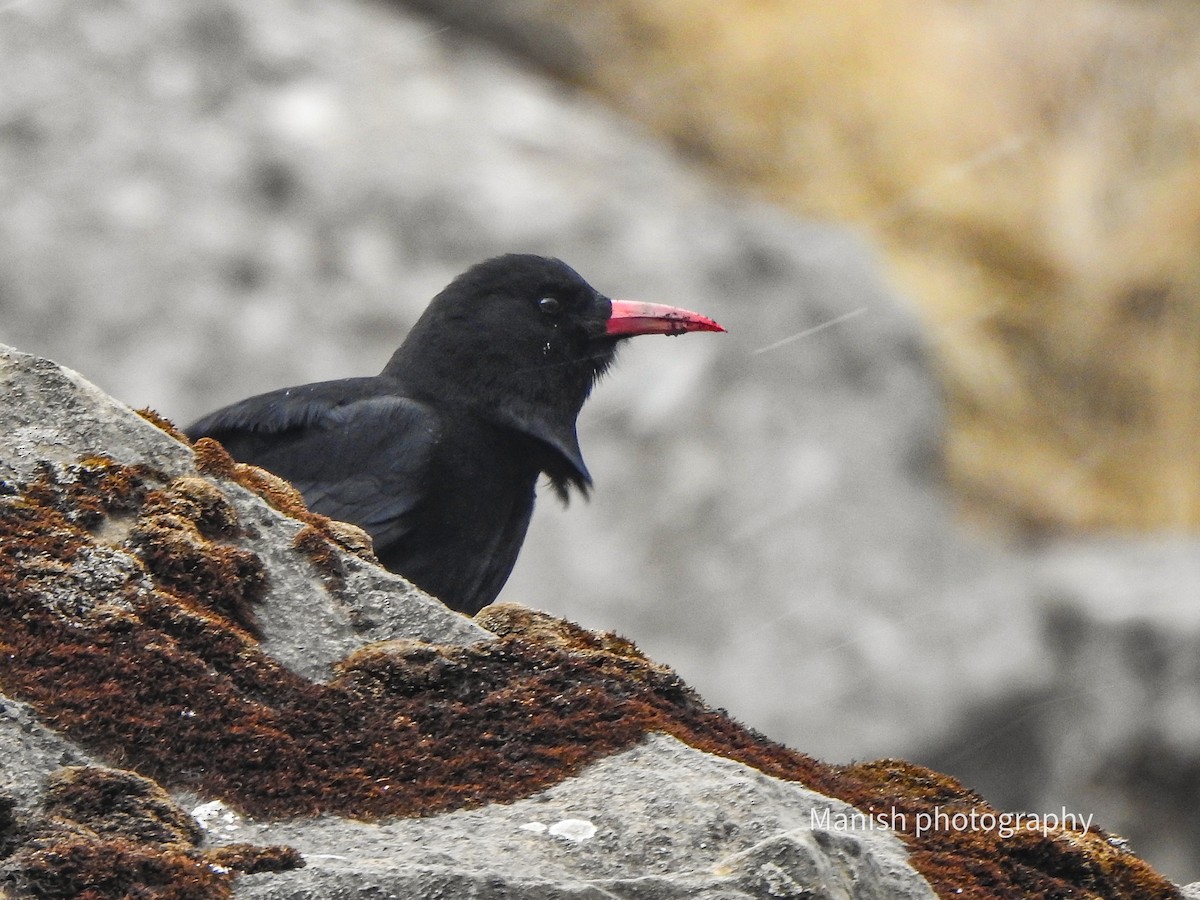 紅嘴山鴉 - ML646382117
