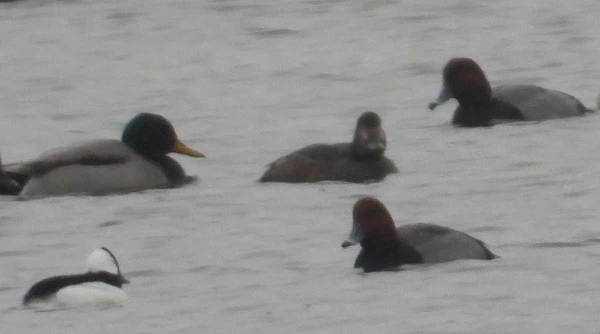 Redhead - ML646382119