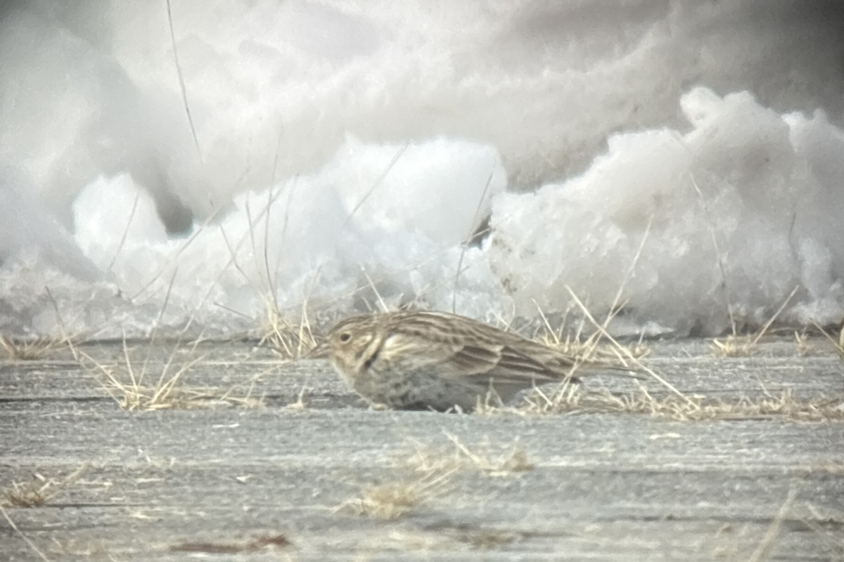 Chestnut-collared Longspur - ML646382120