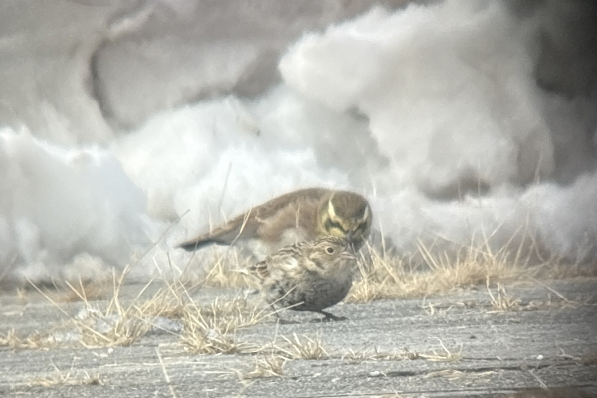 Chestnut-collared Longspur - ML646382121