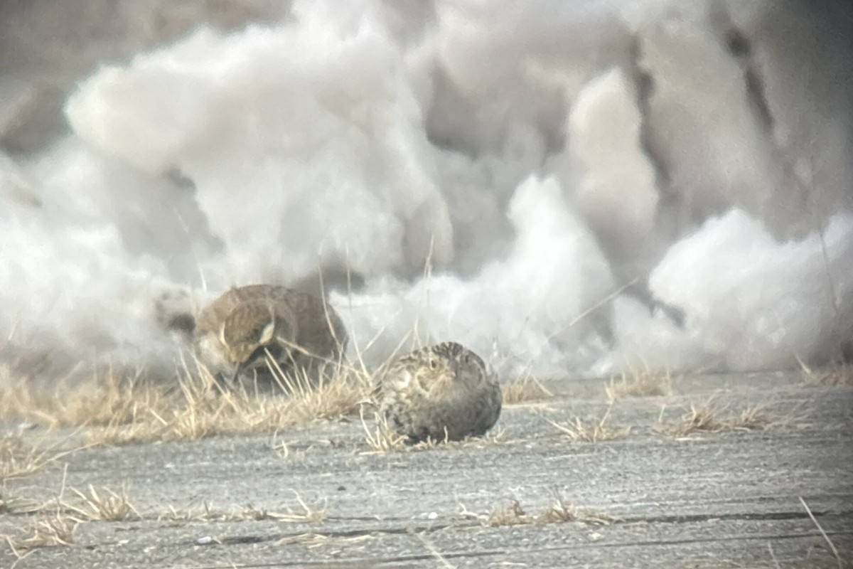 Chestnut-collared Longspur - ML646382122
