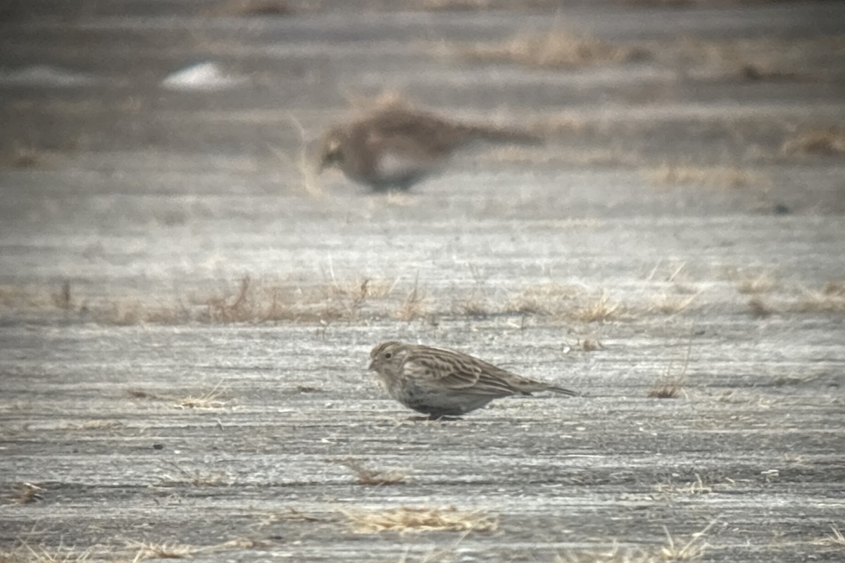 Chestnut-collared Longspur - ML646382123