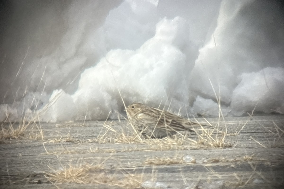 Chestnut-collared Longspur - ML646382124