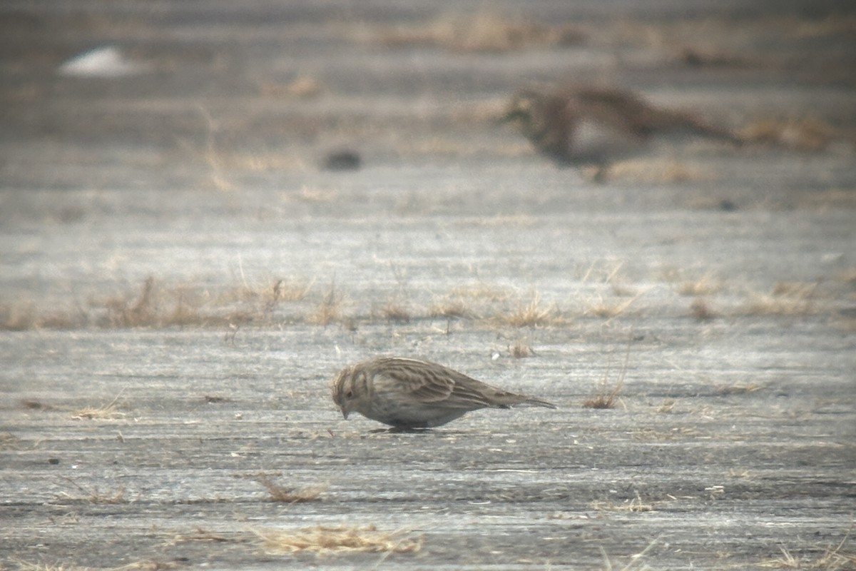 Chestnut-collared Longspur - ML646382125