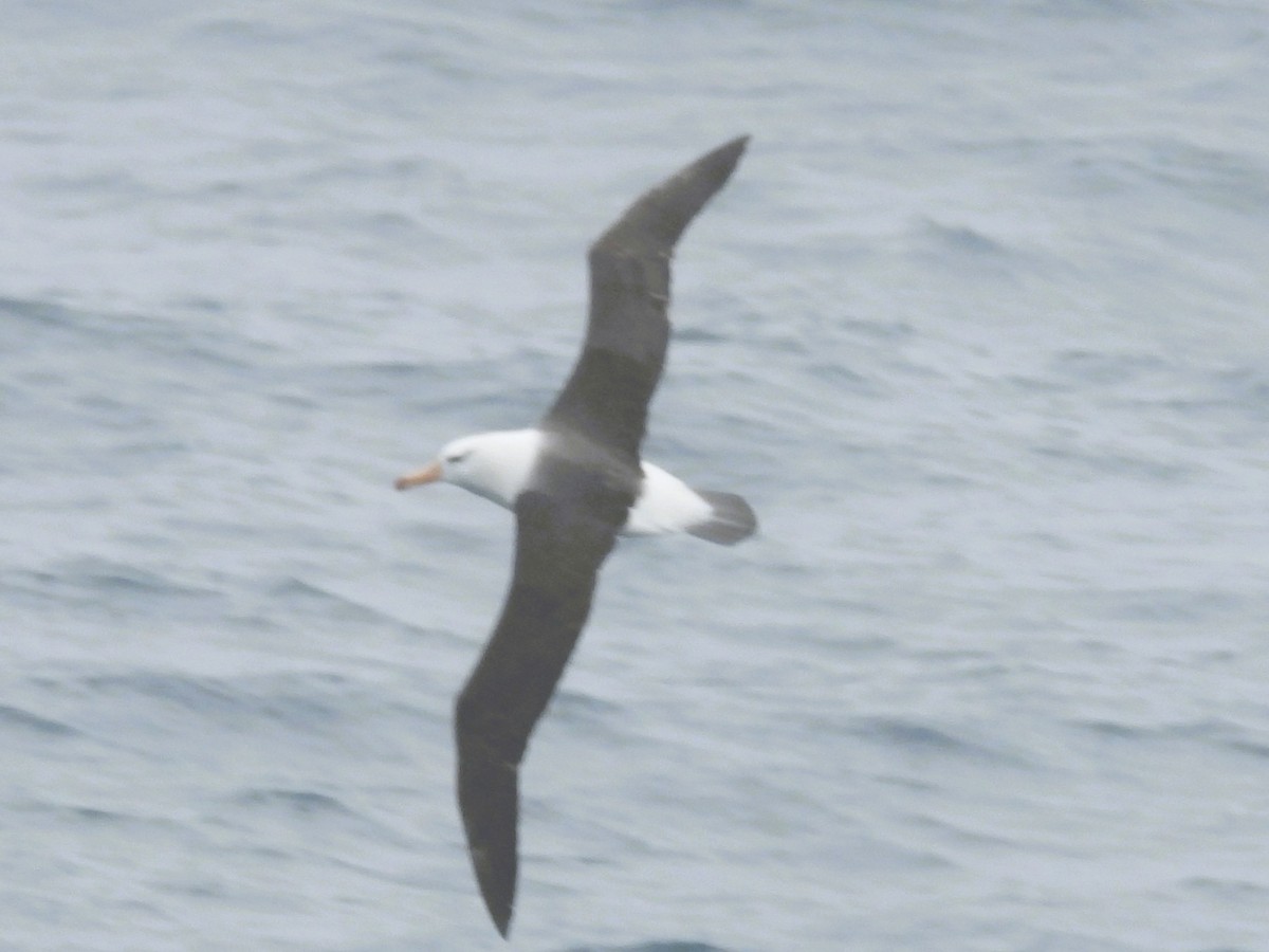 svartbrynalbatross (melanophris) - ML646382132