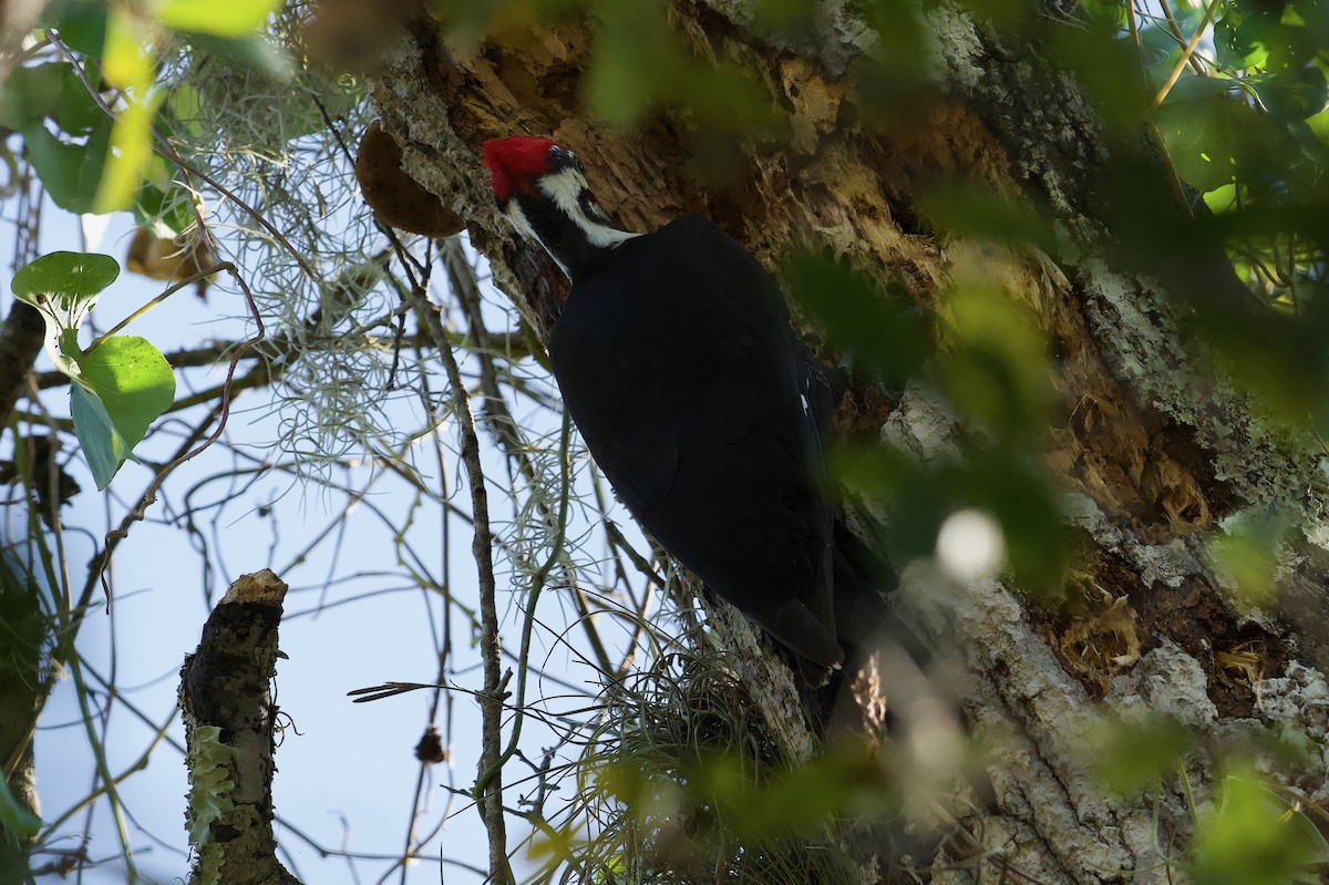 Pileated Woodpecker - ML646382134