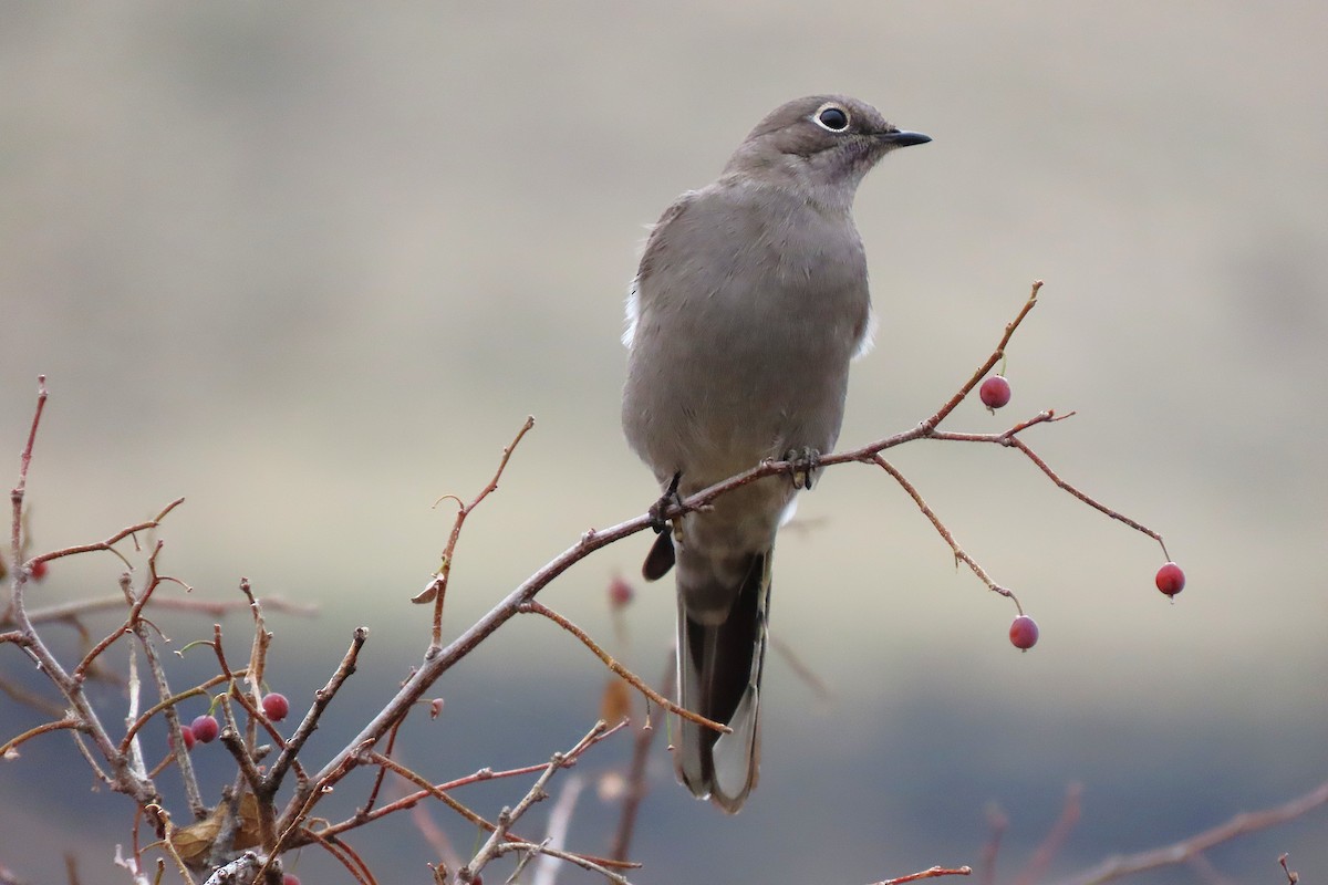 Townsend's Solitaire - ML646382135