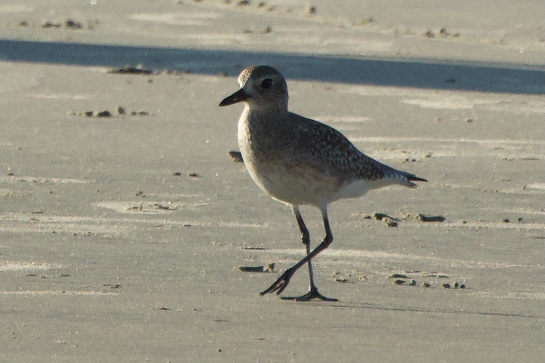 Black-bellied Plover - ML646382136