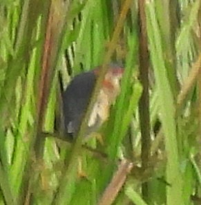 Black-backed Bittern - ML646382138