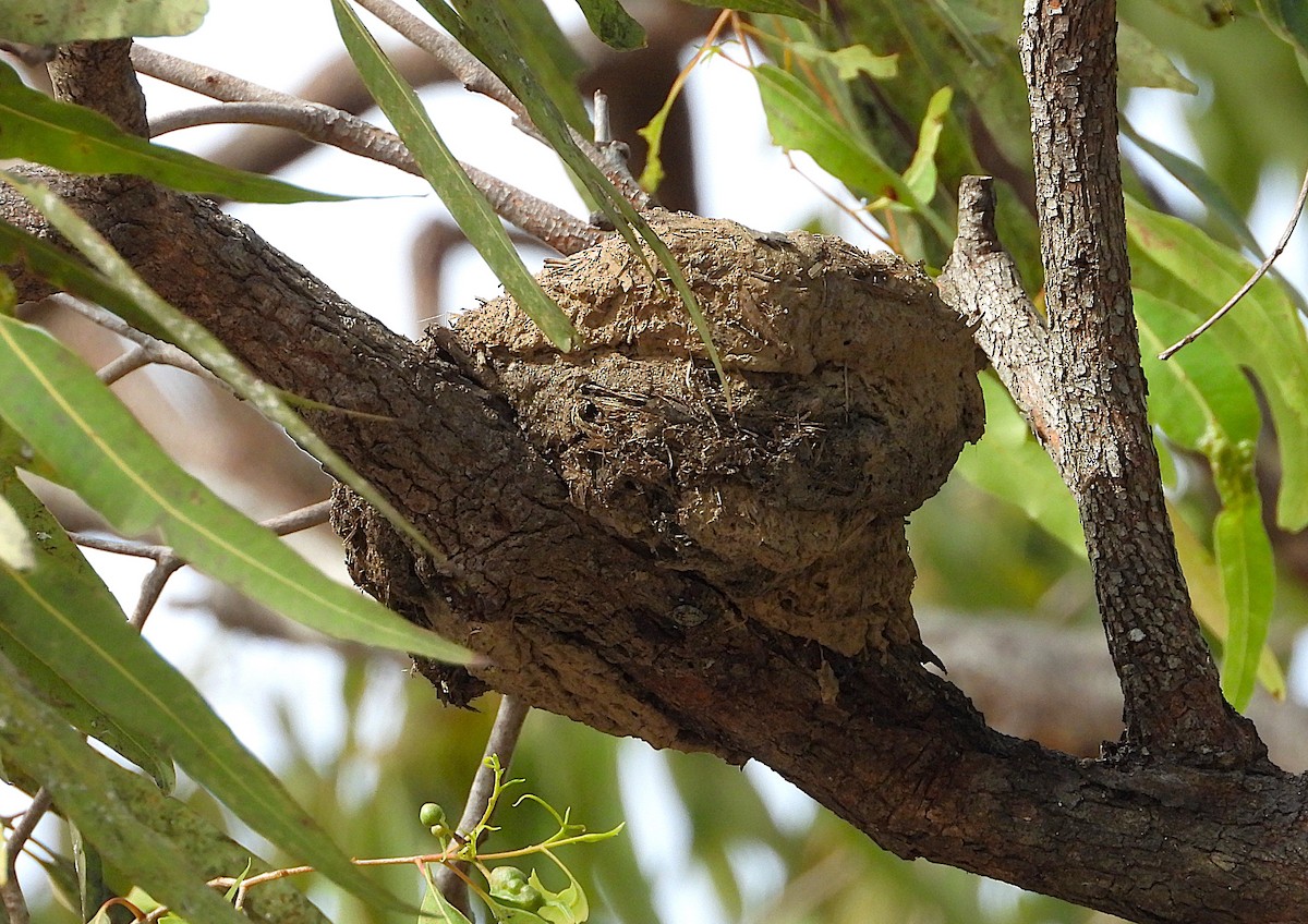 Magpie-lark - ML646382142