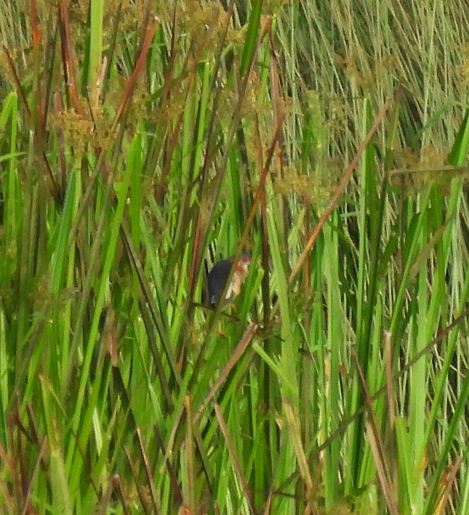 Black-backed Bittern - ML646382151