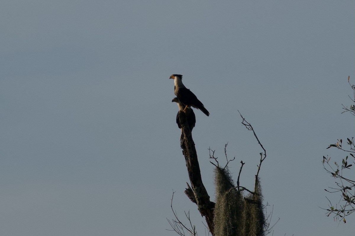 karančo jižní - ML646382155