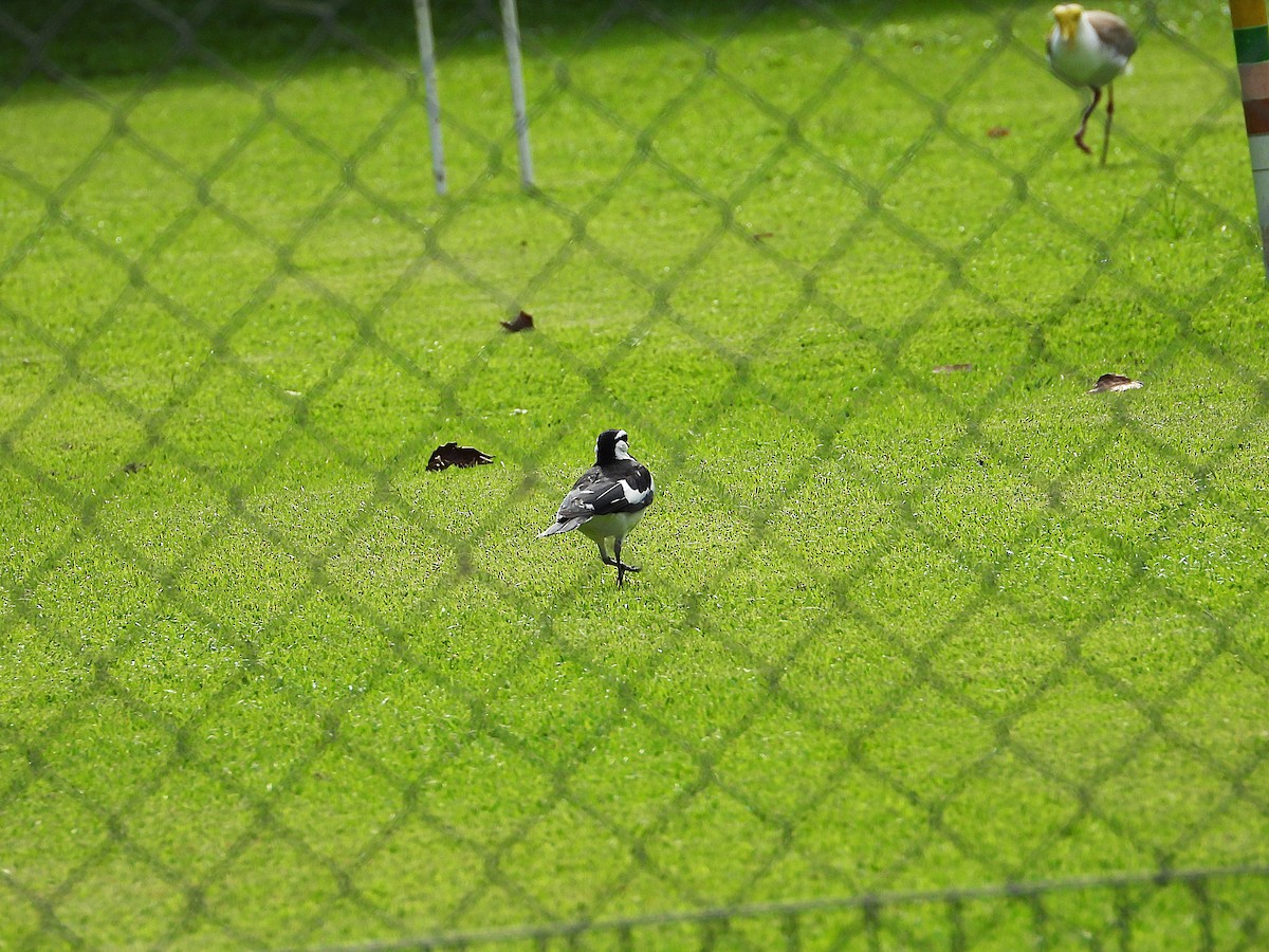 Magpie-lark - ML646382156