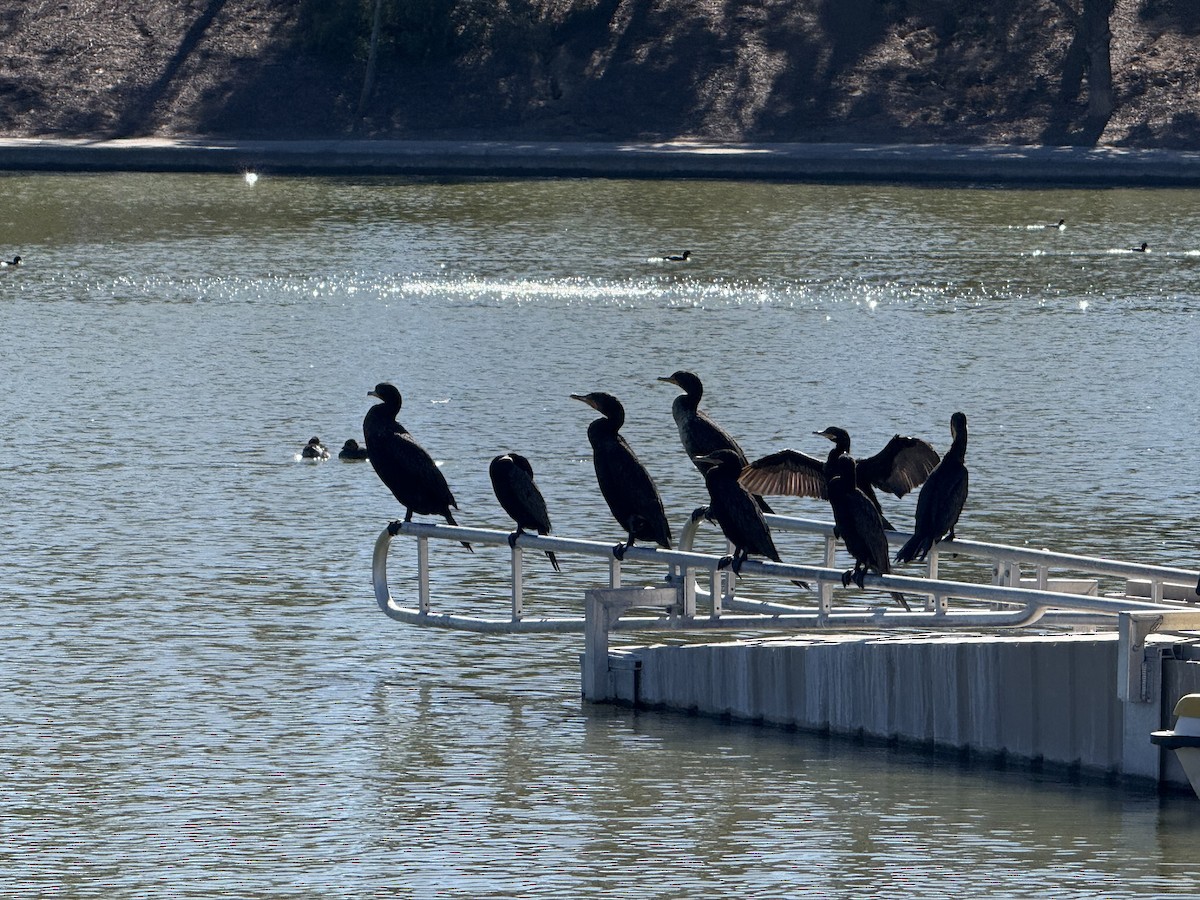 Double-crested Cormorant - ML646382157