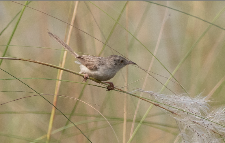 Delicate Prinia - ML646382160