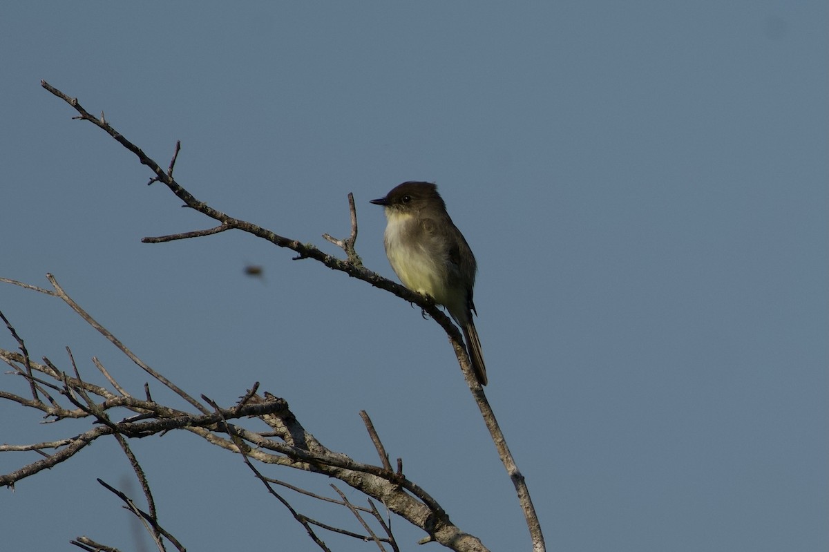 tyranovec domácí - ML646382168