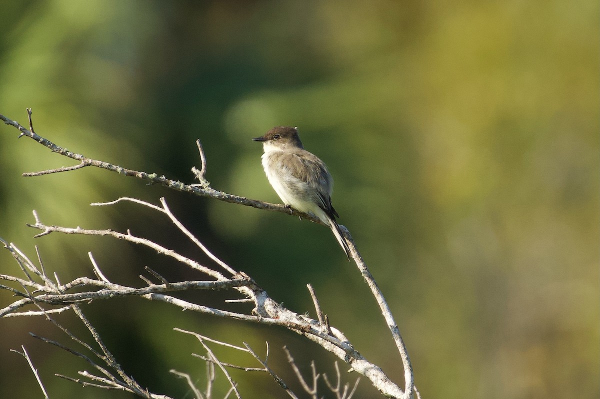 tyranovec domácí - ML646382169