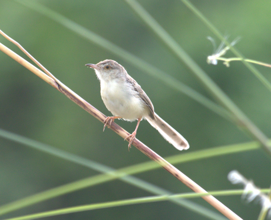 Plain Prinia - ML646382174