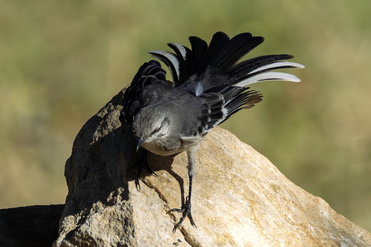 Northern Mockingbird - ML646382175
