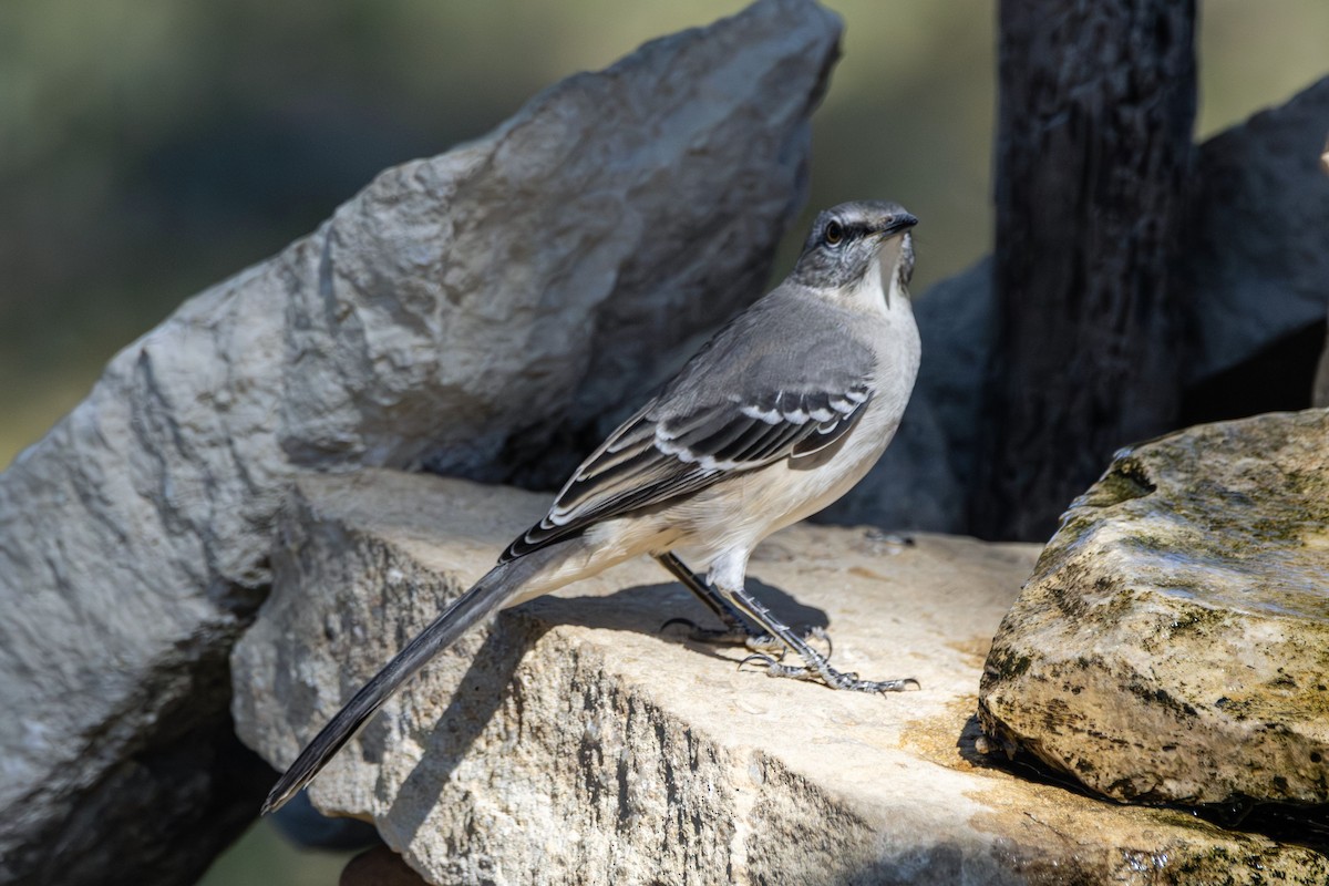 Northern Mockingbird - ML646382176