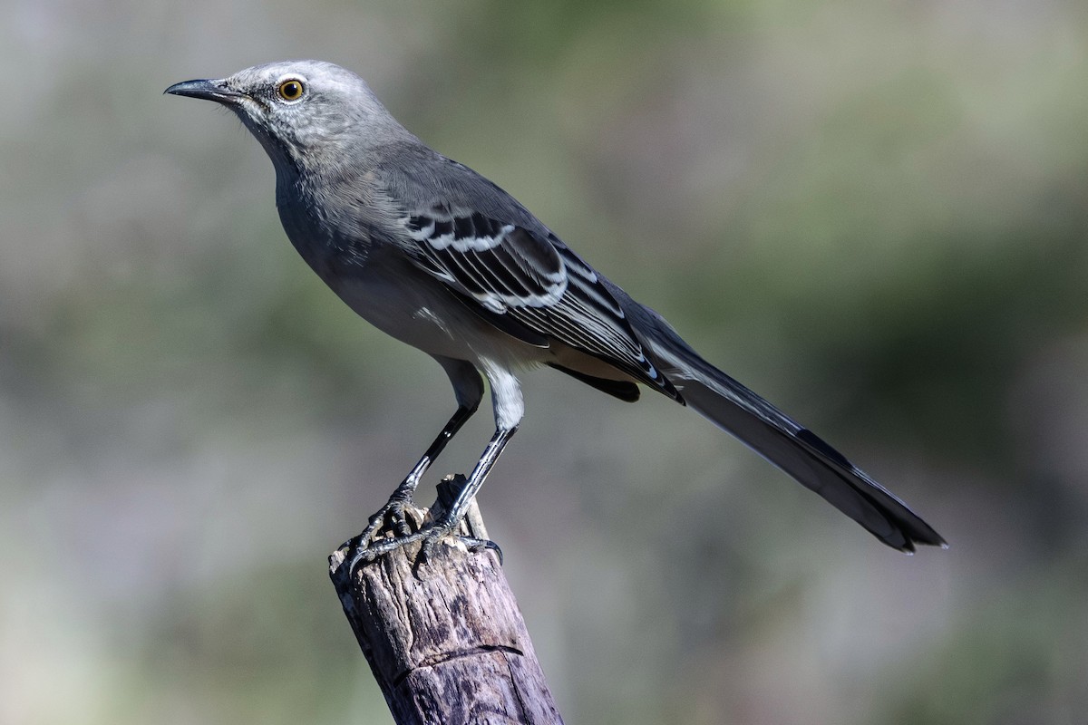 Northern Mockingbird - ML646382177