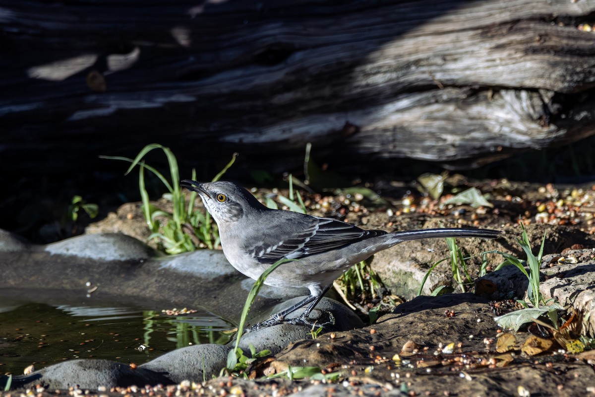 Northern Mockingbird - ML646382178